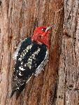 Red-breasted sapsucker
