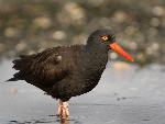 Black Oystercatcher