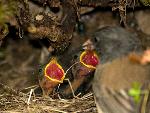Dark-eyed Junco