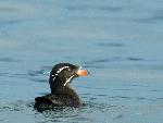 Rhinoceros Auklet