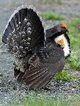Male Blue Grouse