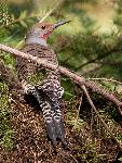 Northern Flicker