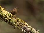 Winter Wren