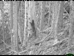 black/white image of female fisher and young