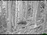 B. Female fisher and young at base of den tree.