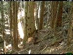 D. Color photo of fisher female with young.