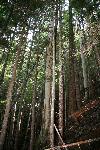 E. Fisher den tree, a cedar snag.