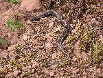 Garter Snake
