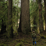 Giant Douglas fir in Olympic rainforest valley