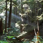 light beams shining through evergreen forest