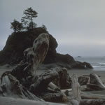 beach with rocky headland and drift logs