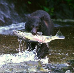 Black bear with chum salmon in its mouth