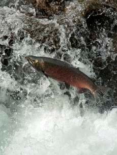 Leaping coho salmon