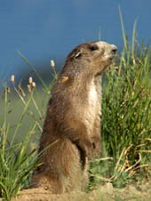 An Olympic marmot in a meadow