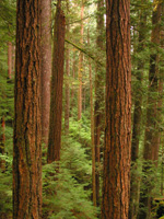 many large straight red-brown tree trunks with green lacy understory trees below
