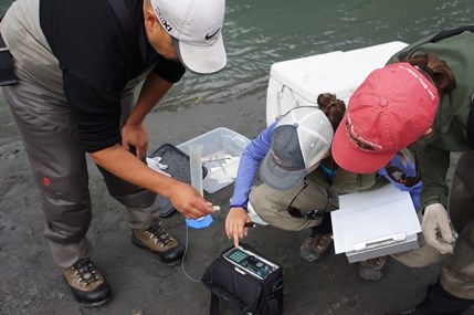 Testing a radio tag before it is attached to a Chinook salmon.