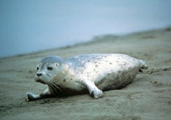 A harbor seal on the beach