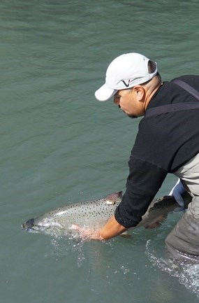Tagged Chinook salmon is released into Elwha River.