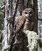 brown owl with spotted and streaked markings sits on lichen draped branch of old growth tree