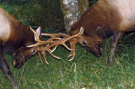 two bull elk with antlers entangled