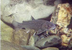 gray fish with yellow spots swimming among river boulders