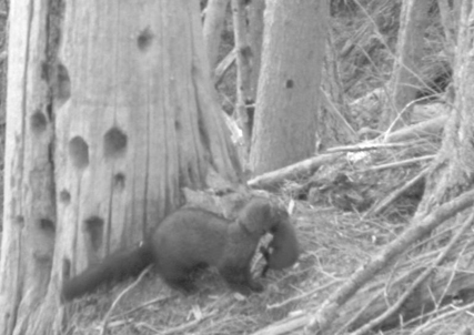 black and white image of female fisher and kit