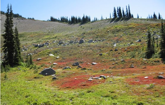 rocky meadow with patches of bright red vegetation