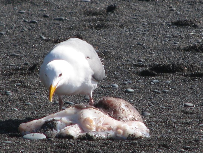 A seagull begins to devour an octopus, which has washed ashore on Rialto Beach.