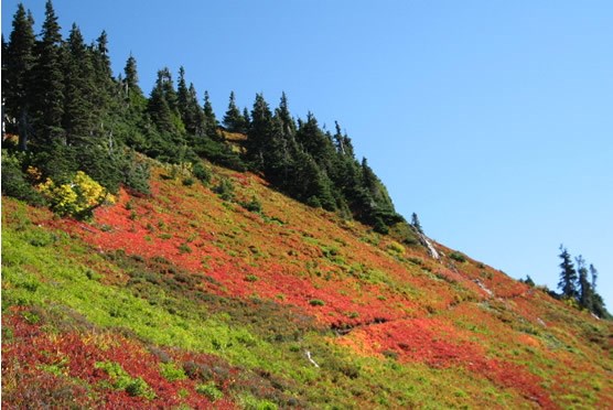 red, orange and green colors on mountain meadow