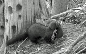 black and white image of female fisher carrying baby in her mouth