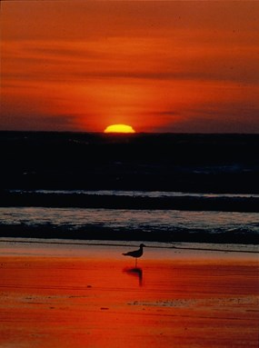 red-orange sunset over ocean with gull on beach in foreground