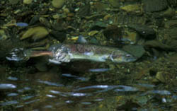 Chinook salmon