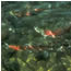 underwater photo of Coho salmon