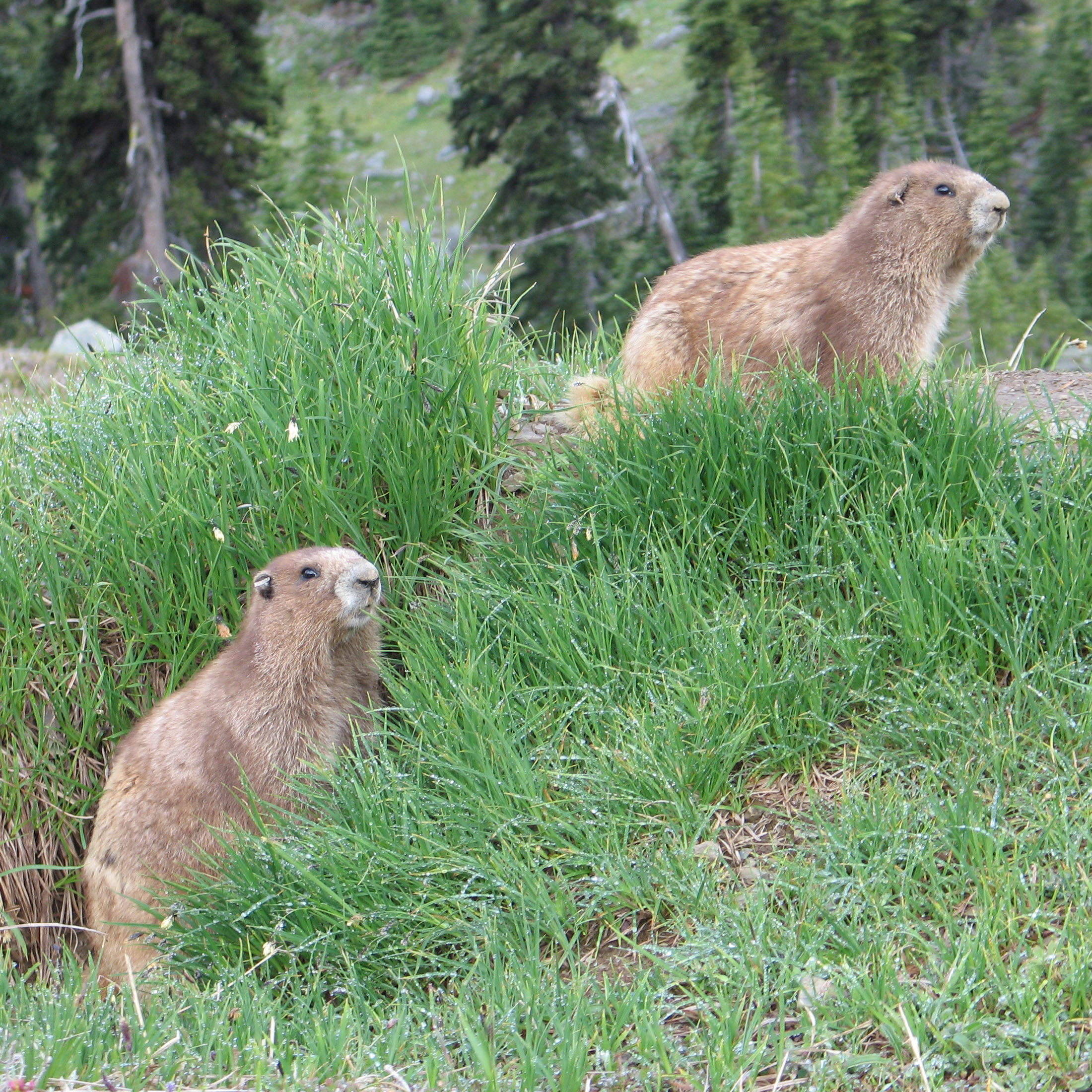 2 marmots in a meadow