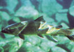 bull trout