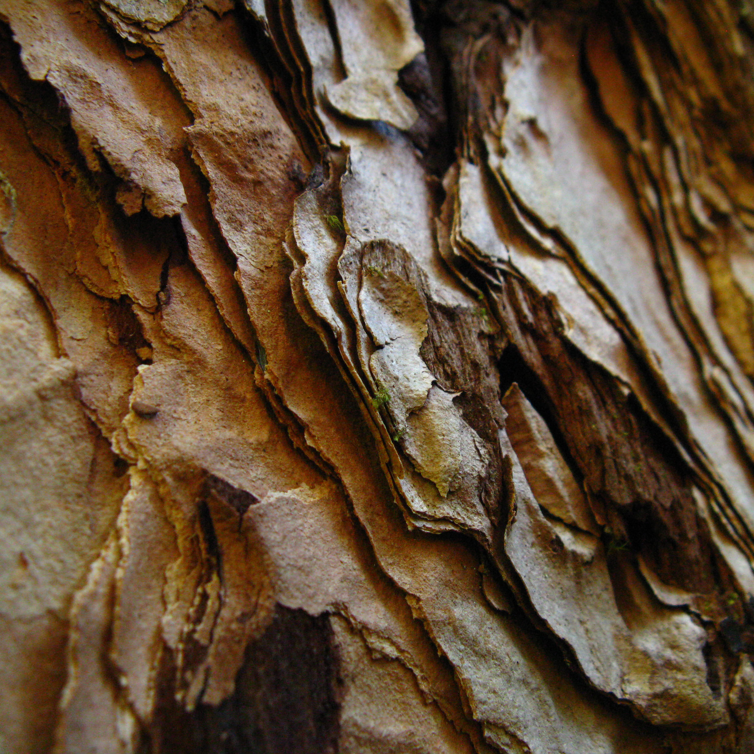 closeup of tree bark