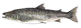 Bull trout