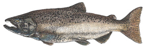 chinook salmon