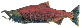 Sockeye salmon