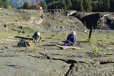 Volunteers plant seedlings 