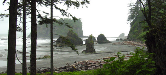 Trees in foreground, then low wind-sheared shrubs with beach logs, beach and small islands beyond