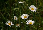 el white flowers sm