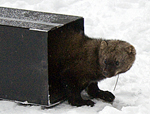 fisher