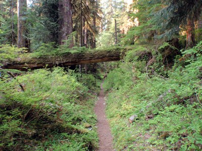 Skokomish River Trail