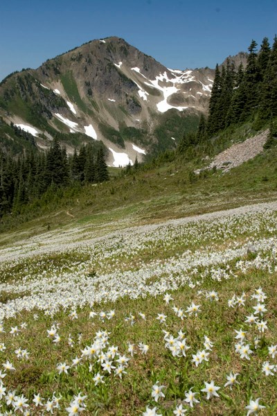 Avalanche Lilies & Mt. Appleton