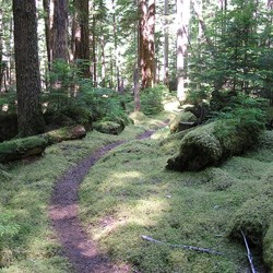 Elwha Old Growth Forest