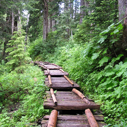 North Fork Quinault River Trail