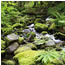 creek in forest