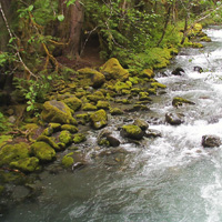 Dosewallips River Valley