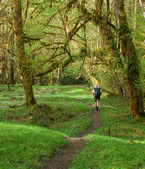 hiker walking through forest